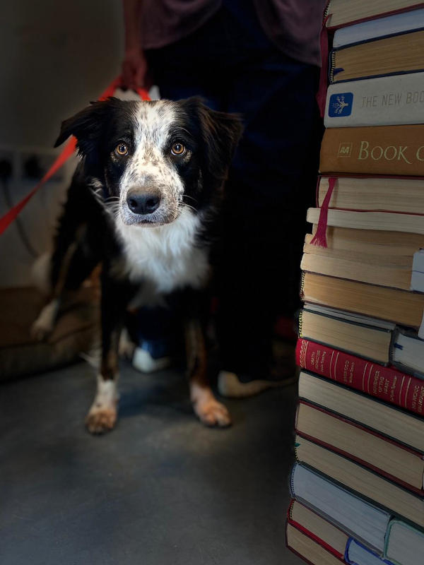 Sarah's black and white border collie