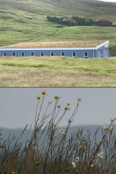 A view of the green roof on top of the bookshop, with a closeup of some daisy plants
